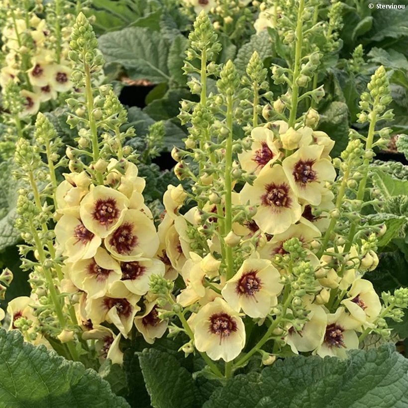 Verbascum Dark Eyes - Molène hybride (Floraison)