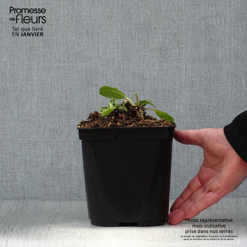 Spécimen de Verbascum Dark Eyes - Molène hybride Pot de 2L/3L tel que livré en hiver