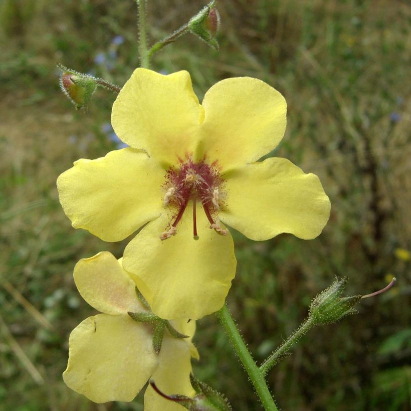 Verbascum Gainsborough – Molène Gainsborough (Flowering)