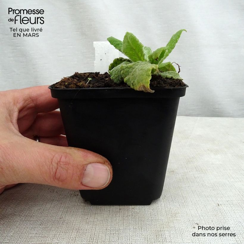 Example of Verbascum Gainsborough – Molène Gainsborough Godet de 8/9 cm as you get in printemps