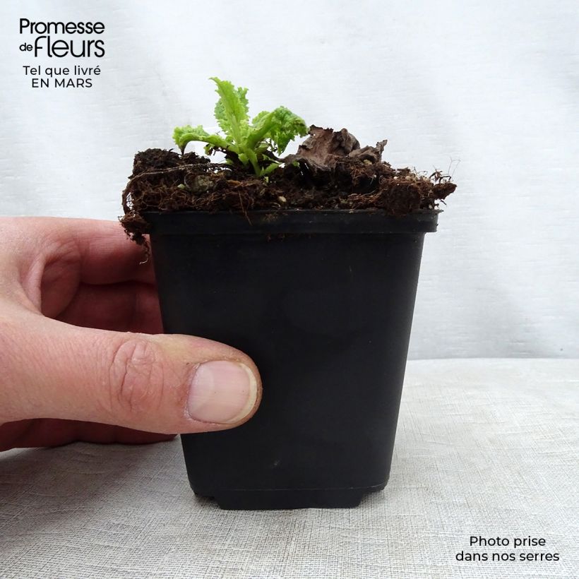 Example of Verbascum Hybride Cotswold Queen Godet de 8/9 cm as you get in printemps