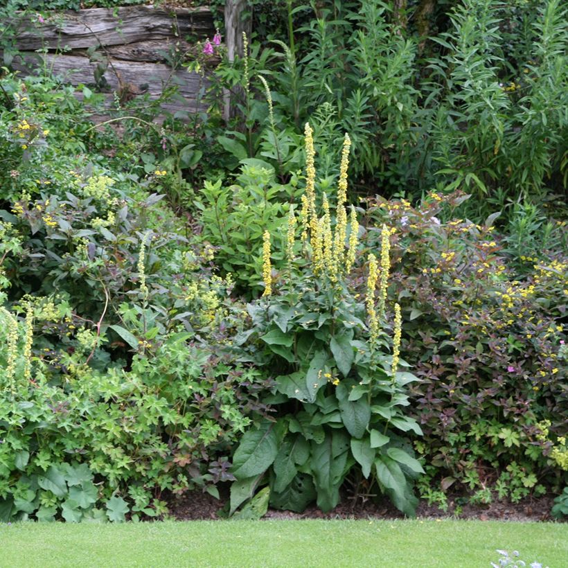 Verbascum Hybride Cotswold Queen (Plant habit)