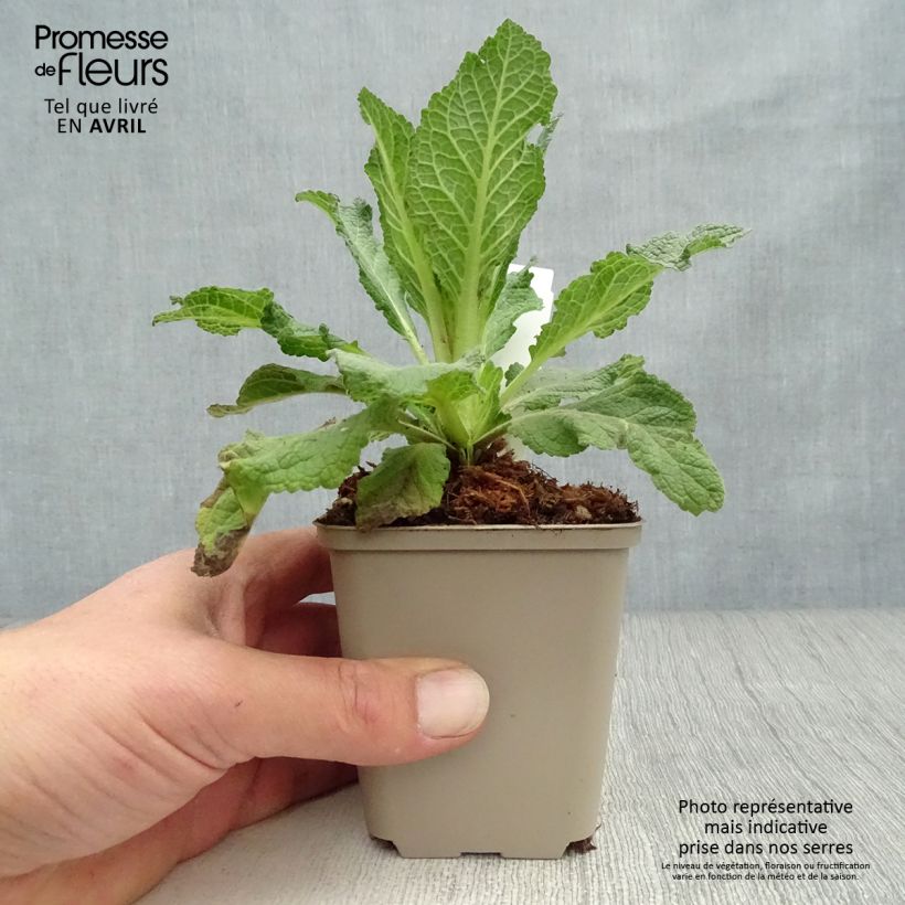 Example of Verbascum Hybride Jackie Godet de 8/9 cm as you get in printemps