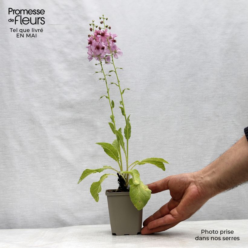 Example of Verbascum Rosie - Molène hybride. Godet de 8/9 cm as you get in printemps