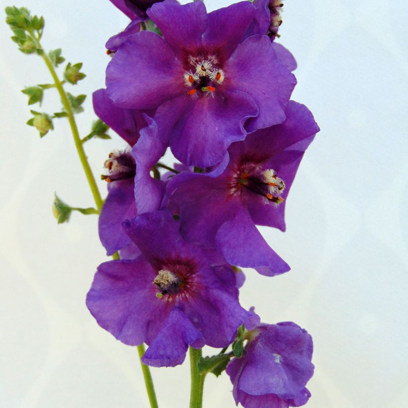 Verbascum Sugar Plum - Molène hybride (Flowering)