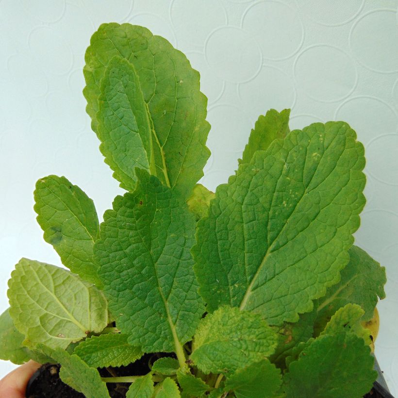 Verbascum White Domino - Molène hybride (Foliage)