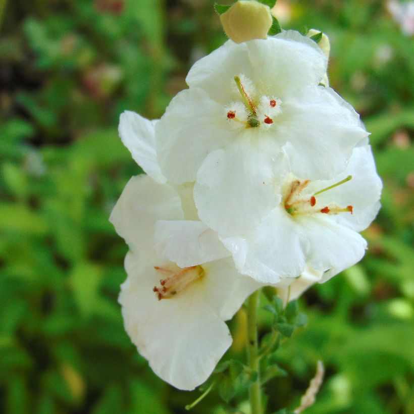 Verbascum White Domino - Molène hybride (Flowering)