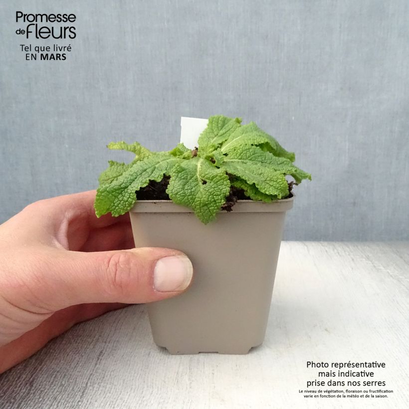 Example of Verbascum White Domino - Molène hybride Godet de 8/9 cm as you get in printemps