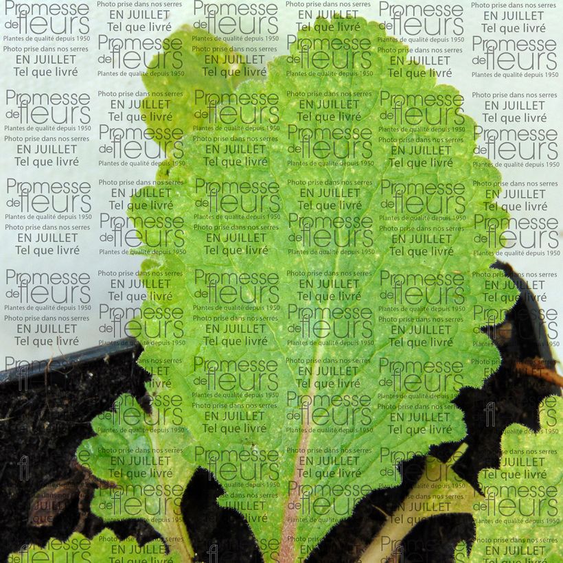 Verbascum hybride Pink Domino - Molène hybride (Foliage)