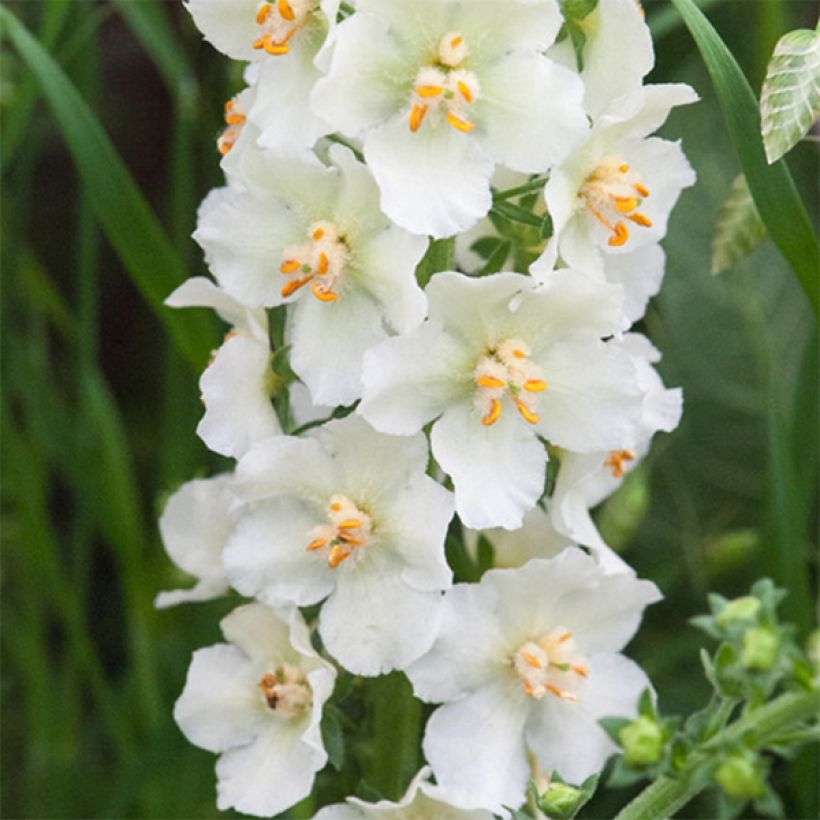 Verbascum phoeniceum Flush of White - Molène (Flowering)