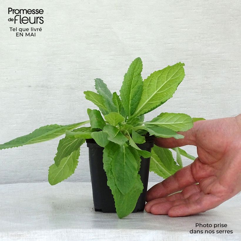 Example of Verbascum phoeniceum Flush of White - Molène Godet de 8/9 cm as you get in printemps