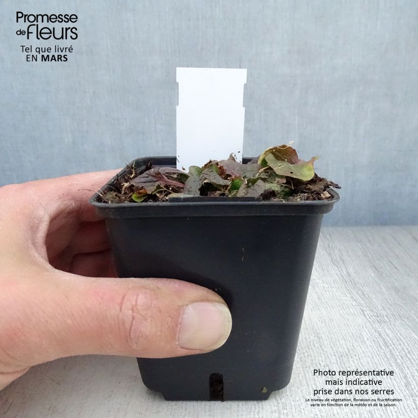 Example of Verbascum phoeniceum Violetta - Molène Godet de 8/9 cm as you get in printemps