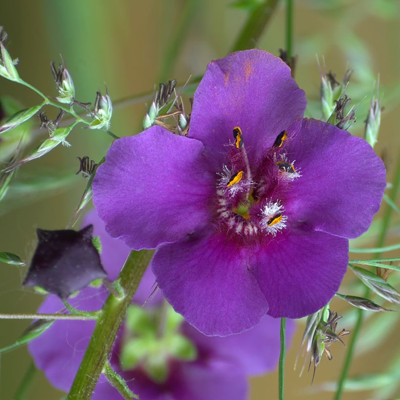 Verbascum phoeniceum Violetta - Molène (Flowering)