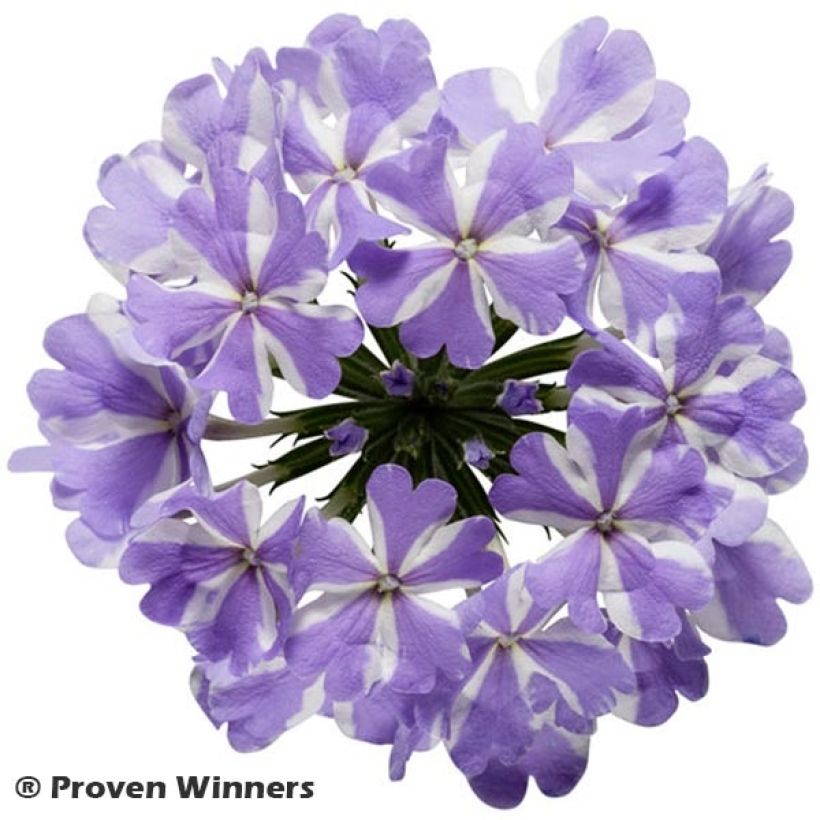 Verveine Virgo Lavender Star (Flowering)