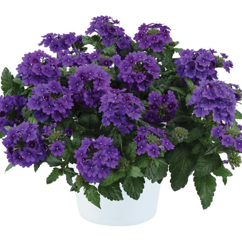Verveine Virgo up Purple (Plant habit)