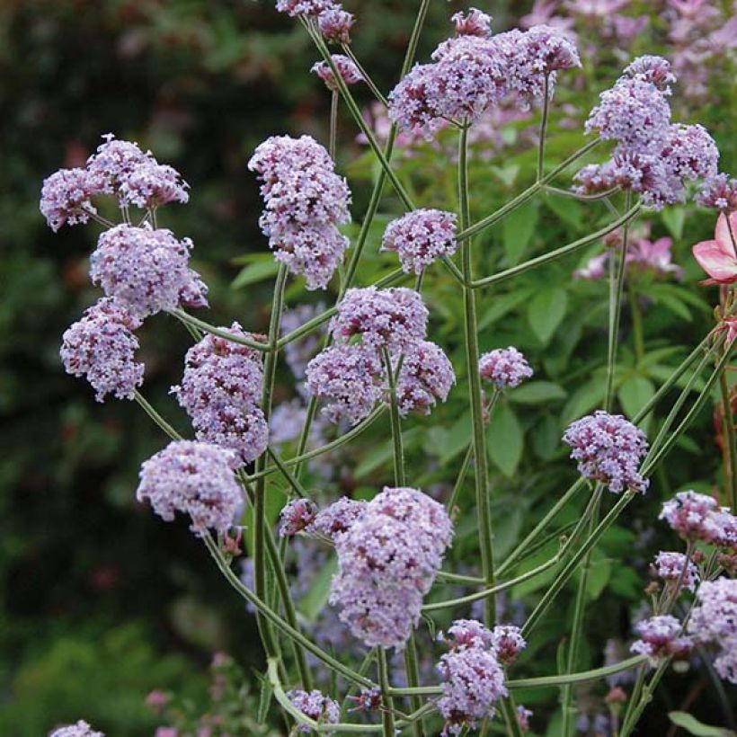 Verbena bonariensis Cloud - Verveine de Buenos Aires (Flowering)