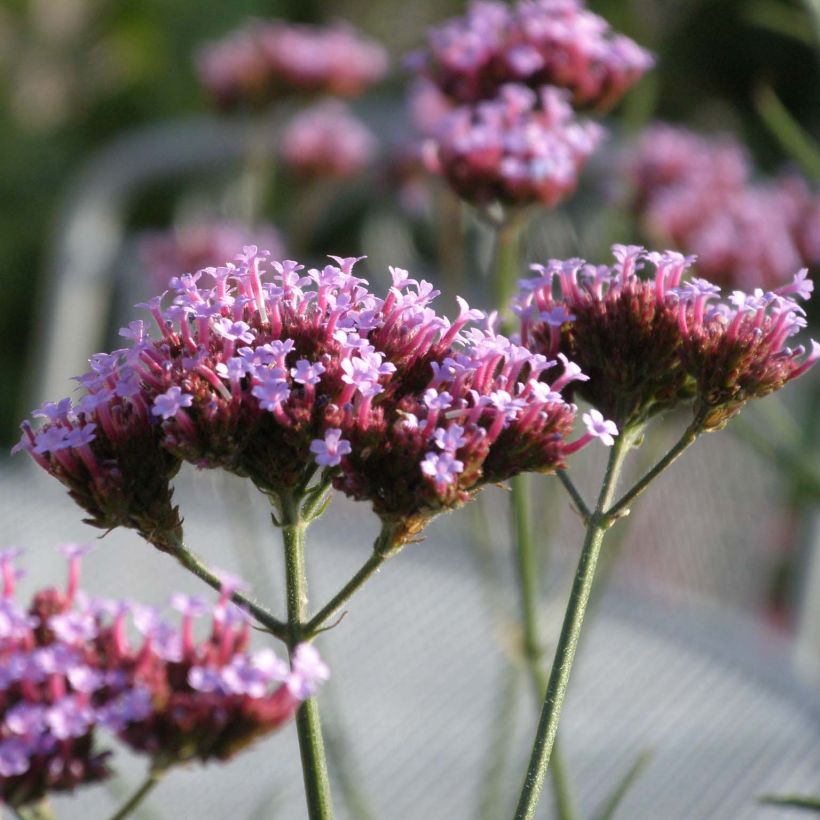 Verbena bonariensis Lollipop - Verveine de Buenos Aires naine (Flowering)
