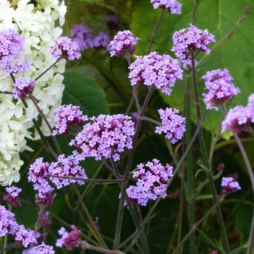 Verbena bonariensis Lollipop - Verveine de Buenos Aires naine (Plant habit)