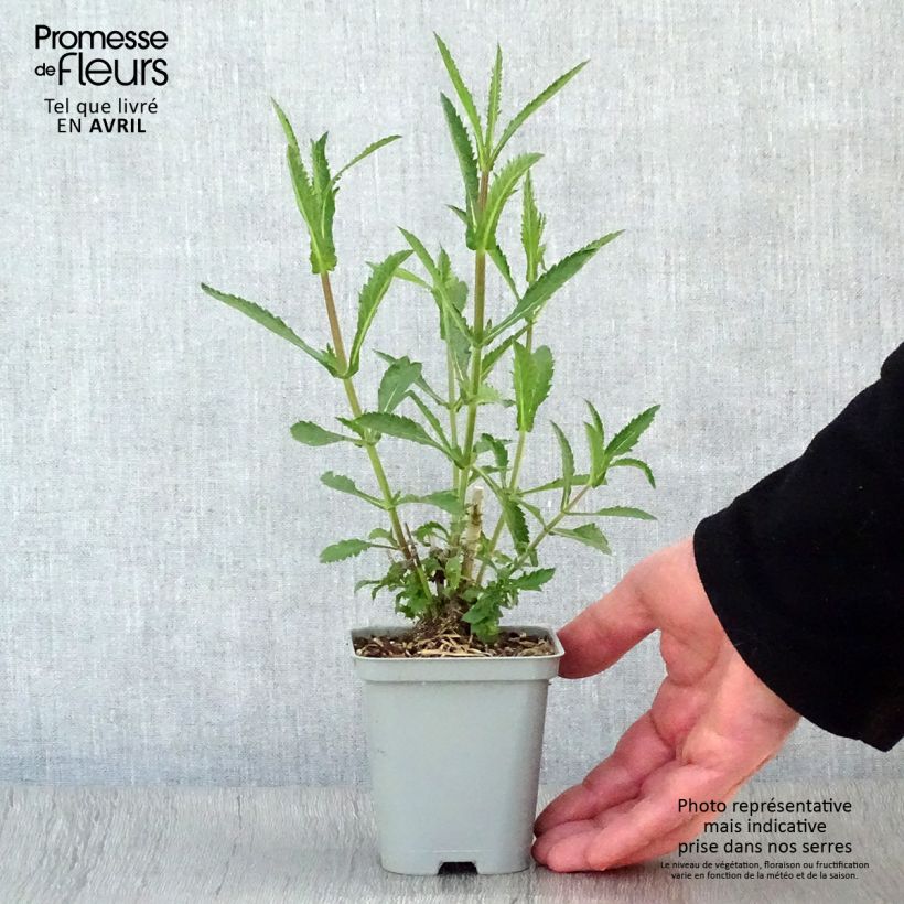 Example of Verbena bonariensis Lollipop - Verveine de Buenos Aires naine Godet de 8/9 cm as you get in printemps