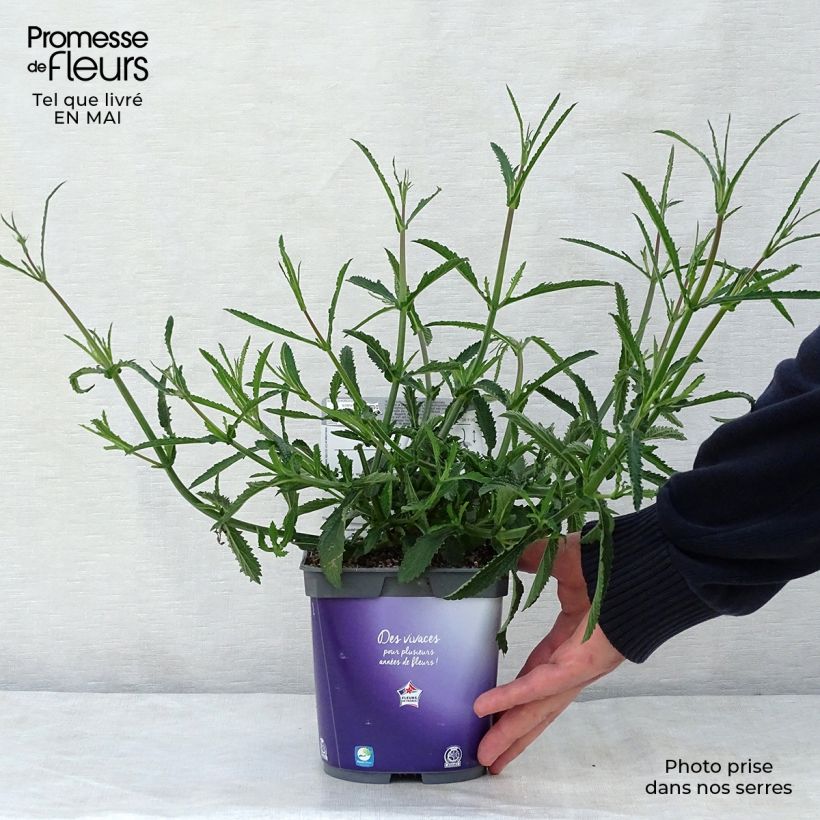Example of Verbena bonariensis Lollipop - Verveine de Buenos Aires naine Pot de 2L/3L as you get in printemps