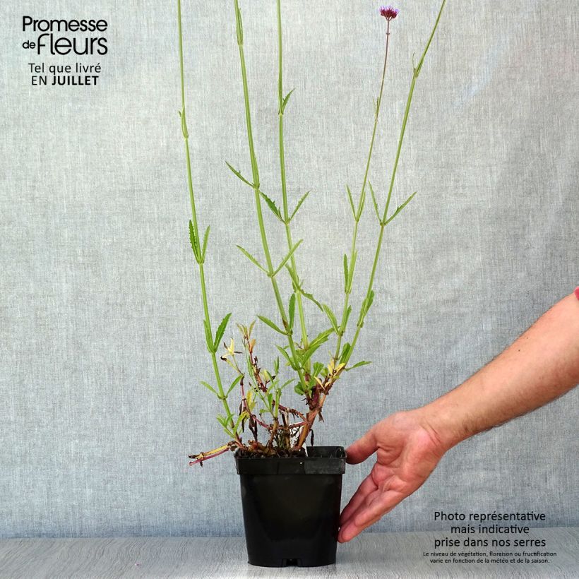 Spécimen de Verbena bonariensis - Verveine de Buenos Aires Pot de 2L/3L tel que livré en été