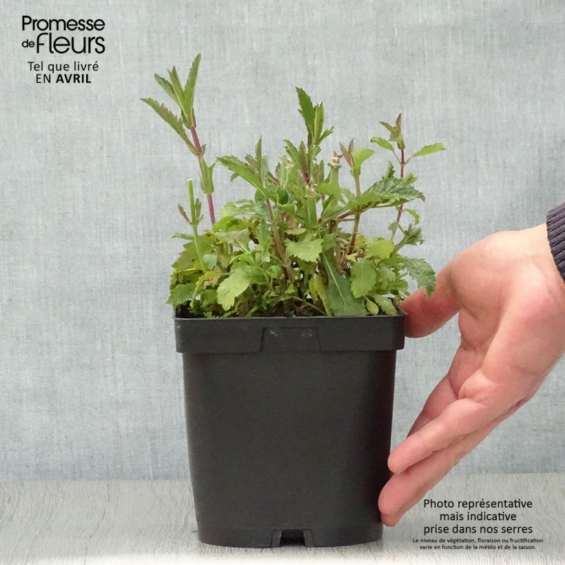 Example of Verbena bonariensis - Verveine de Buenos Aires Pot de 2L/3L as you get in printemps