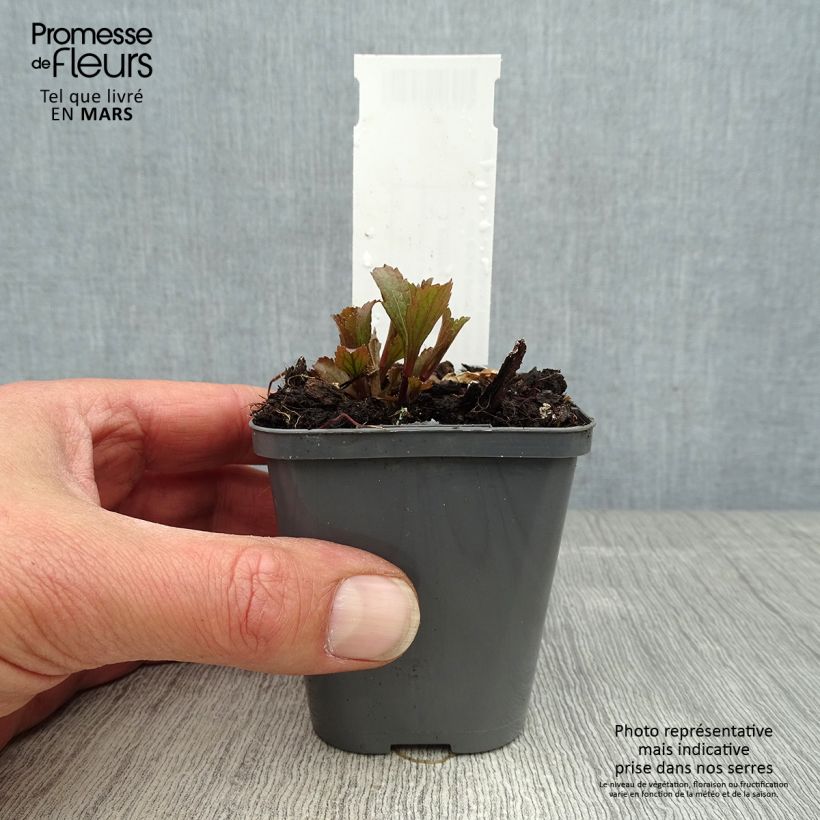 Example of Verbena hastata Blue Spires - Verveine hastée Godet de 8/9 cm as you get in printemps