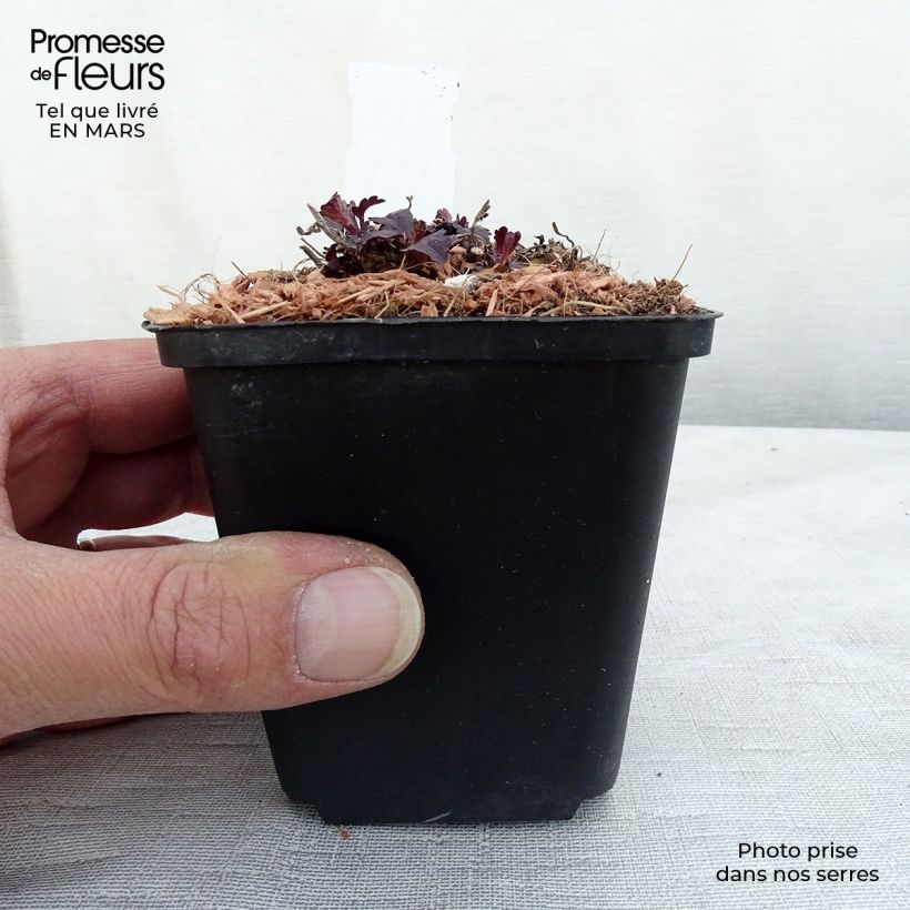 Example of Verbena officinalis Bampton - Verveine officinale Godet de 8/9 cm as you get in printemps