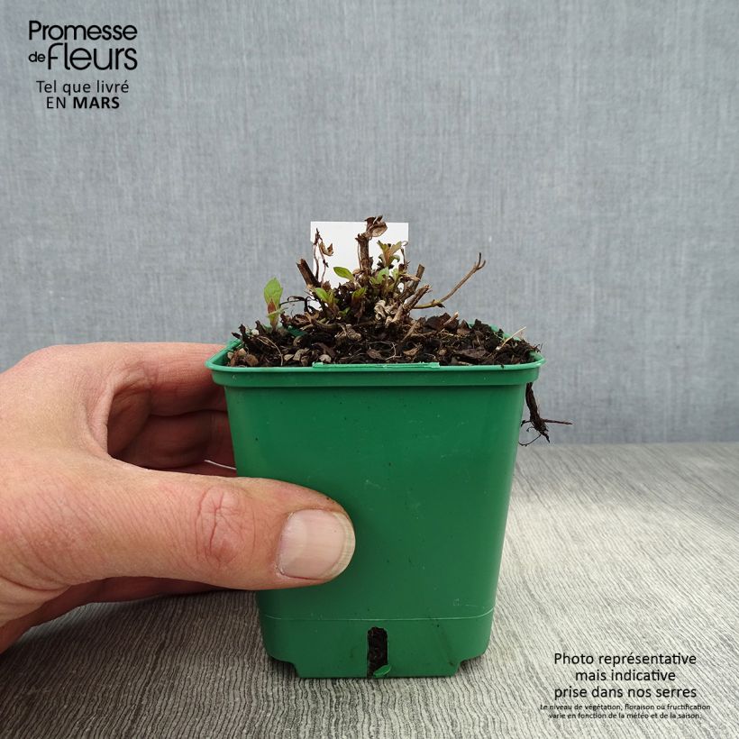 Example of Verbena rigida Venosa - Verveine rugueuse Godet de 8/9 cm as you get in printemps