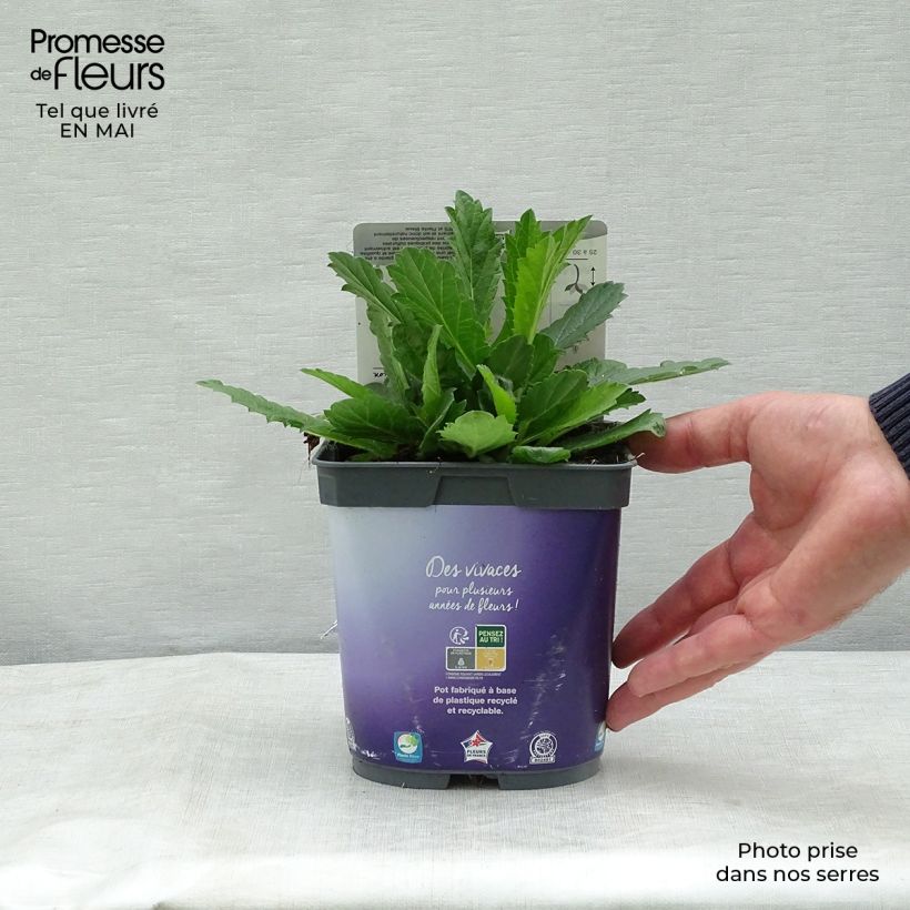 Example of Verbena rigida Venosa - Verveine rugueuse Pot de 2L/3L as you get in printemps