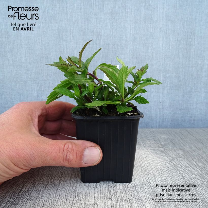 Example of Verbena (x) macdougalii Lavender Spires - Verveine hybride Godet de 8/9 cm as you get in printemps