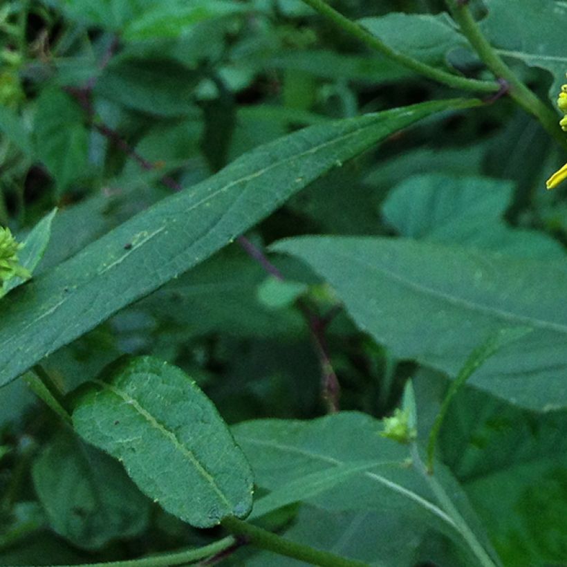 Verbesina alternifolia (Foliage)