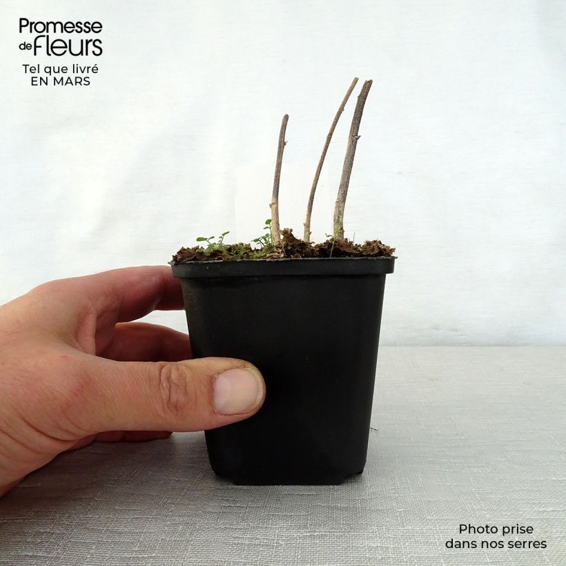 Example of Verbesina alternifolia Godet de 8/9 cm as you get in printemps