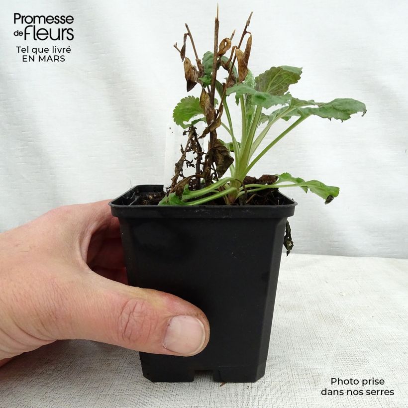 Example of Verge d'or naine Golden Fleece - Solidago sphacelata Golden Fleece Godet de 8/9 cm as you get in printemps