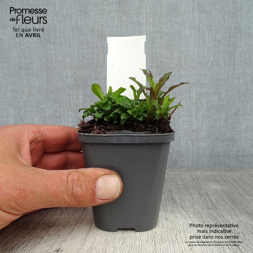 Example of Verge d'or du Canada - Solidago canadensis Godet de 7/8 cm as you get in printemps