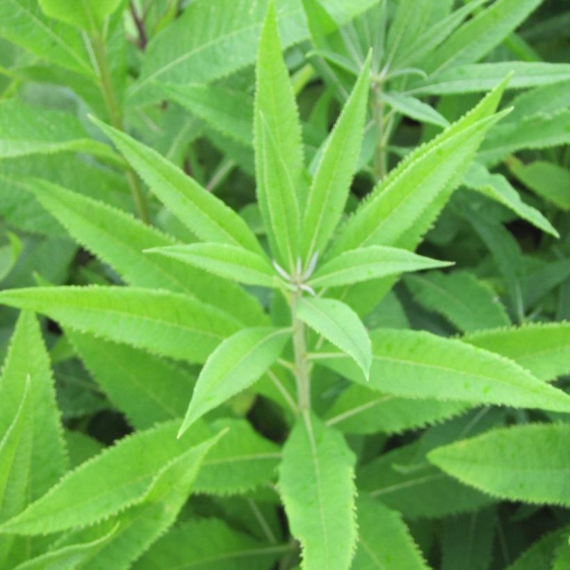 Vernonia crinita Alba - Vernone blanche (Foliage)