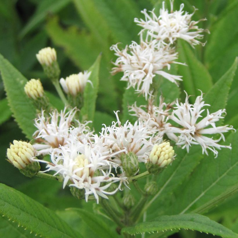 Vernonia crinita Alba - Vernone blanche (Flowering)
