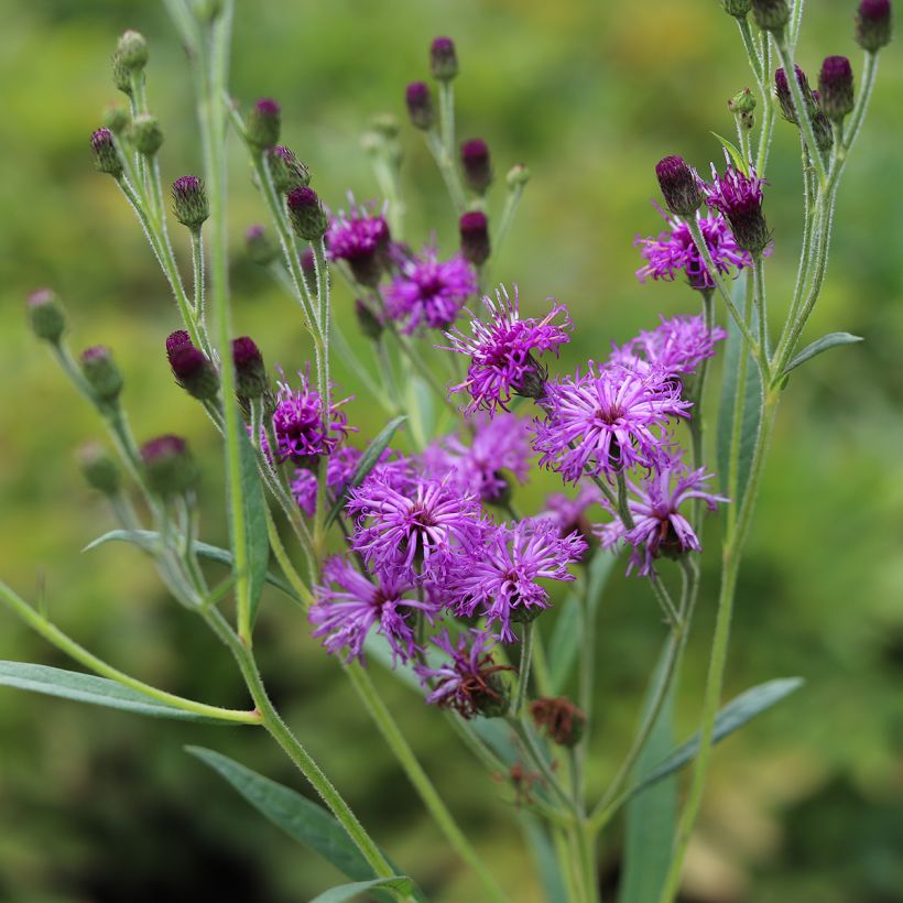 Vernonia crinita - Vernone (Flowering)