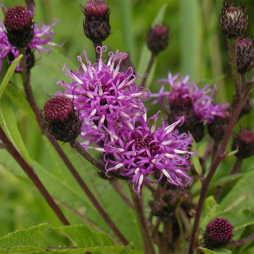 Vernonia noveboracensis (Flowering)