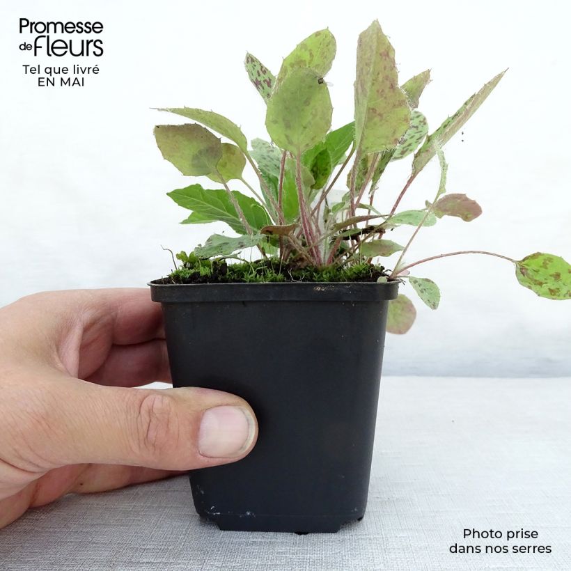 Example of Vernonia noveboracensis Godet de 8/9 cm as you get in printemps