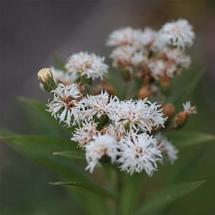 Vernonia noveboracensis White Lightning (Flowering)