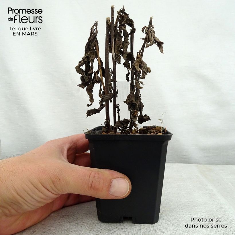 Example of Vernonia noveboracensis White Lightning Godet de 8/9 cm as you get in printemps