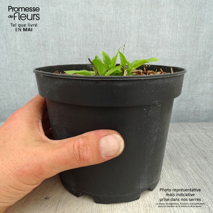 Example of Vernonia noveboracensis White Lightning Pot de 2L/3L as you get in printemps
