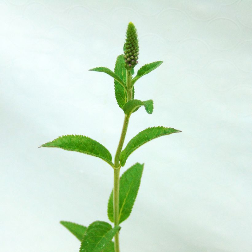 Veronica First Match - Véronique à longues feuilles (Foliage)