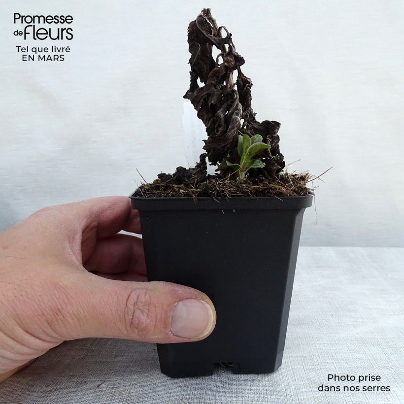 Spécimen de Veronica Sunny Border Blue - Véronique en épis Sunny Border Blue Godet de 8/9 cm tel que livré au printemps