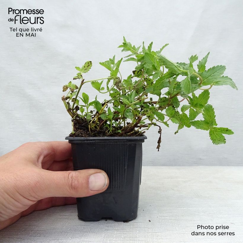 Example of Veronica austriaca Royal Blue - Véronique d'Autriche Godet de 8/9 cm as you get in printemps