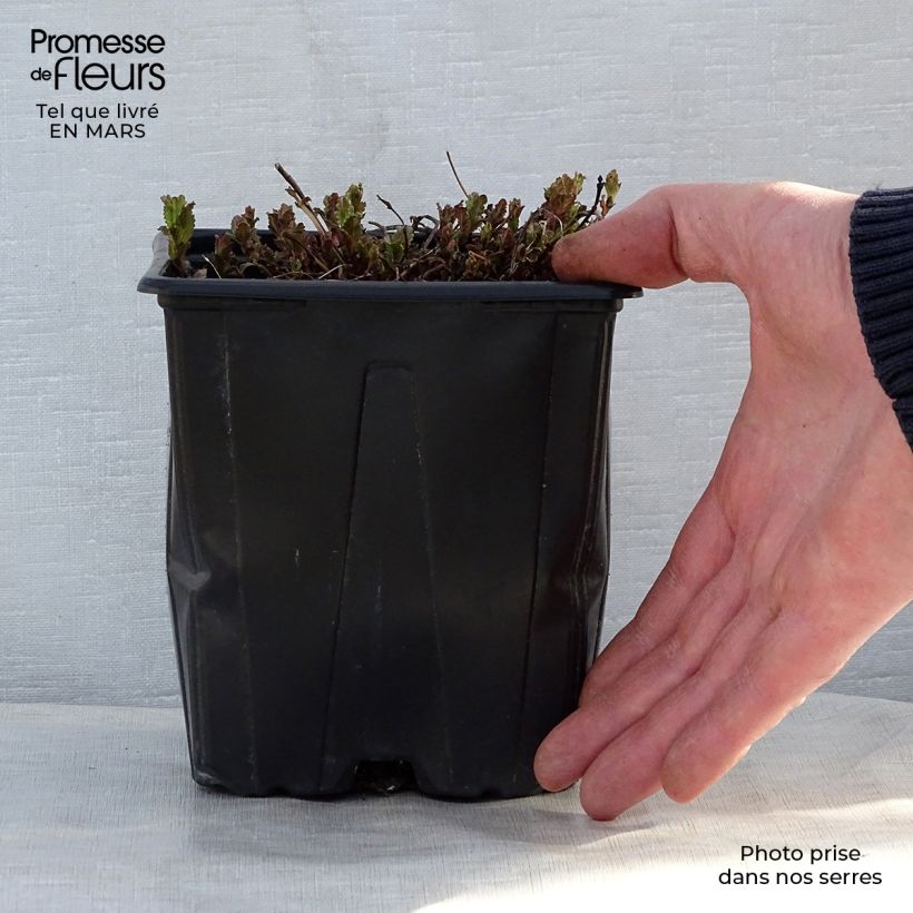 Example of Veronica austriaca Royal Blue - Véronique d'Autriche Pot de 2L/3L as you get in printemps