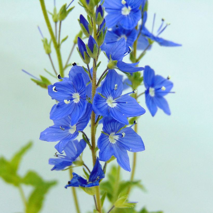 Veronica austriaca Royal Blue - Véronique d'Autriche (Flowering)