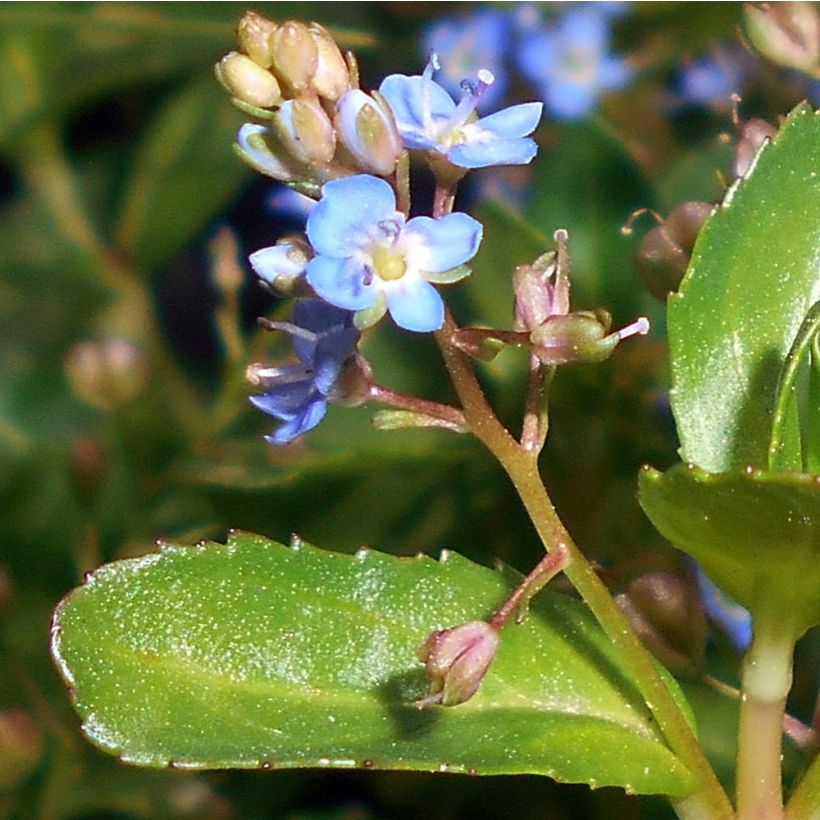 Veronica beccabunga - véronique des ruisseaux (Flowering)