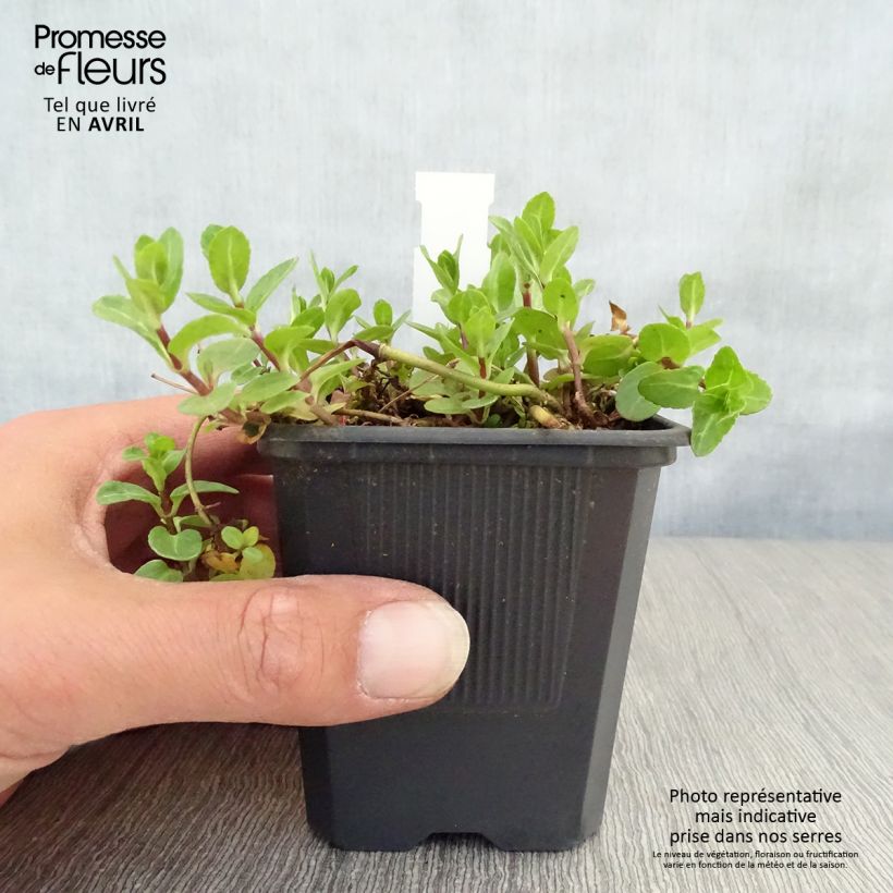 Example of Veronica beccabunga - véronique des ruisseaux Godet de 8/9 cm as you get in printemps